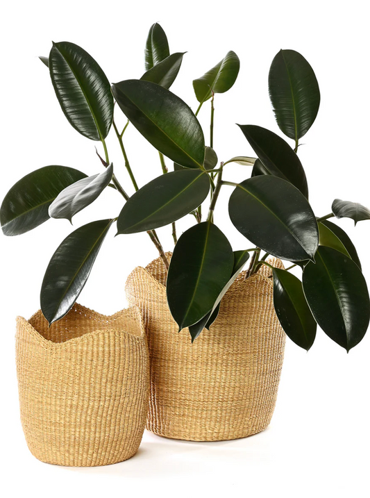 Natural Elephant Grass Tulip Basket from Ghana